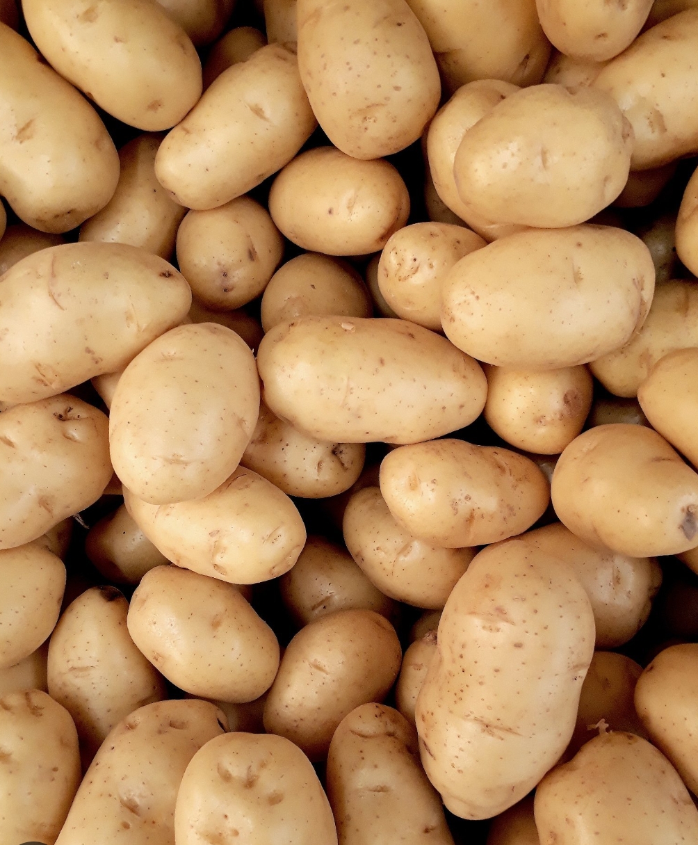 Sugar Free Potato - Packaging Size: 50 Kg
