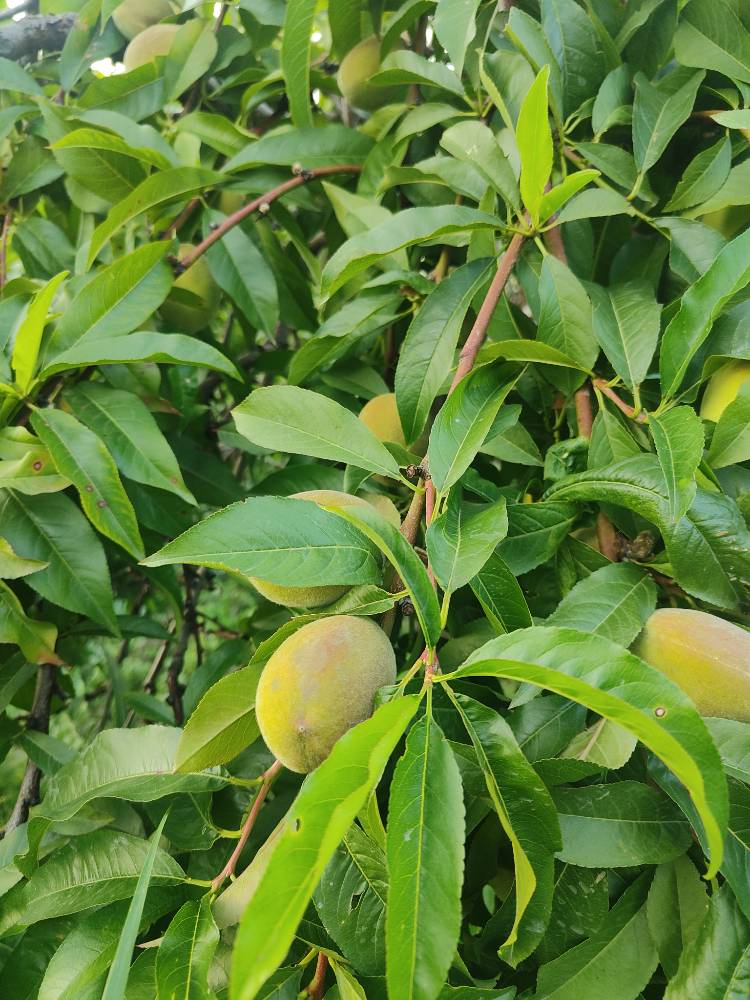 Peach From Kashmir