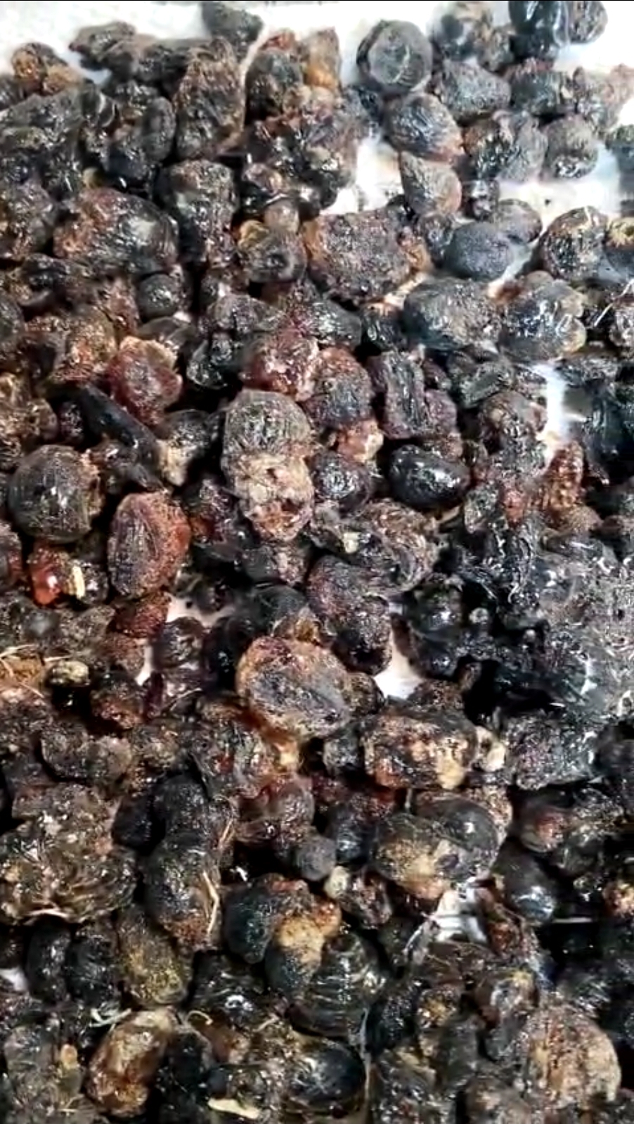 Gum Black Babool