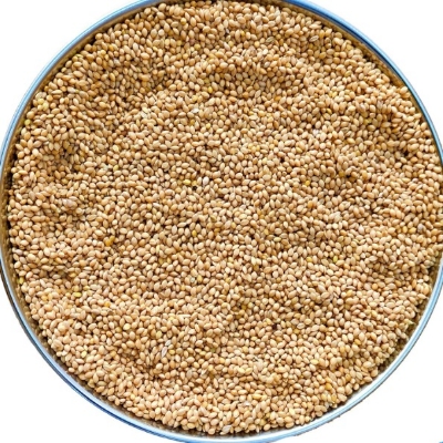 Foxtail Millet