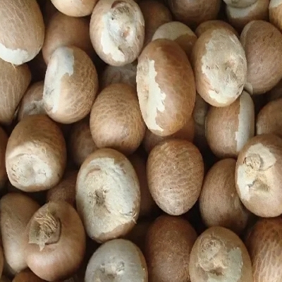 Betel Nuts