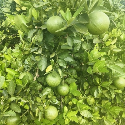 Fresh Mosambi
