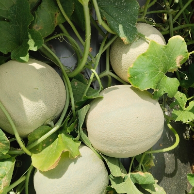 Fresh Muskmelon