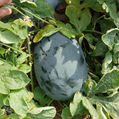Fresh Watermelon