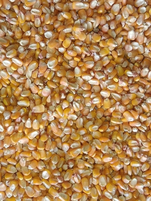 High Quality Yellow Maize