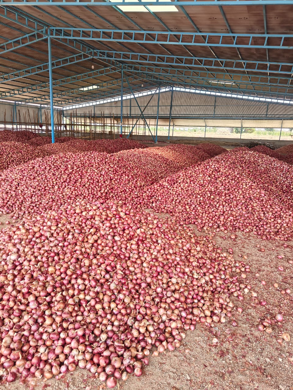 Red Onion By Gk Traders