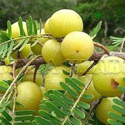 Raw Amla