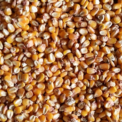 High Quality Yellow Maize By Maa Bhawani General Store