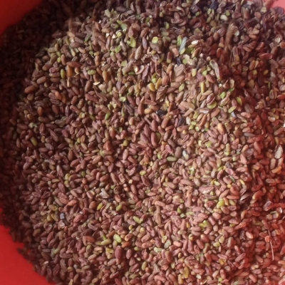 Neem Kernel - Purity(%): 100