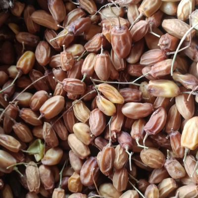 Neem Seed By Achal Agro Care