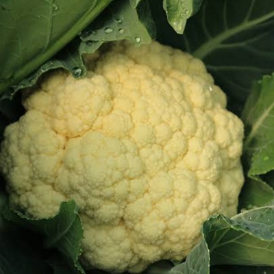 Fresh Cauliflower