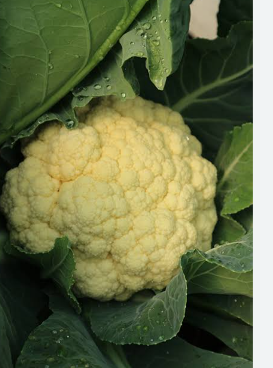 Fresh Cauliflower