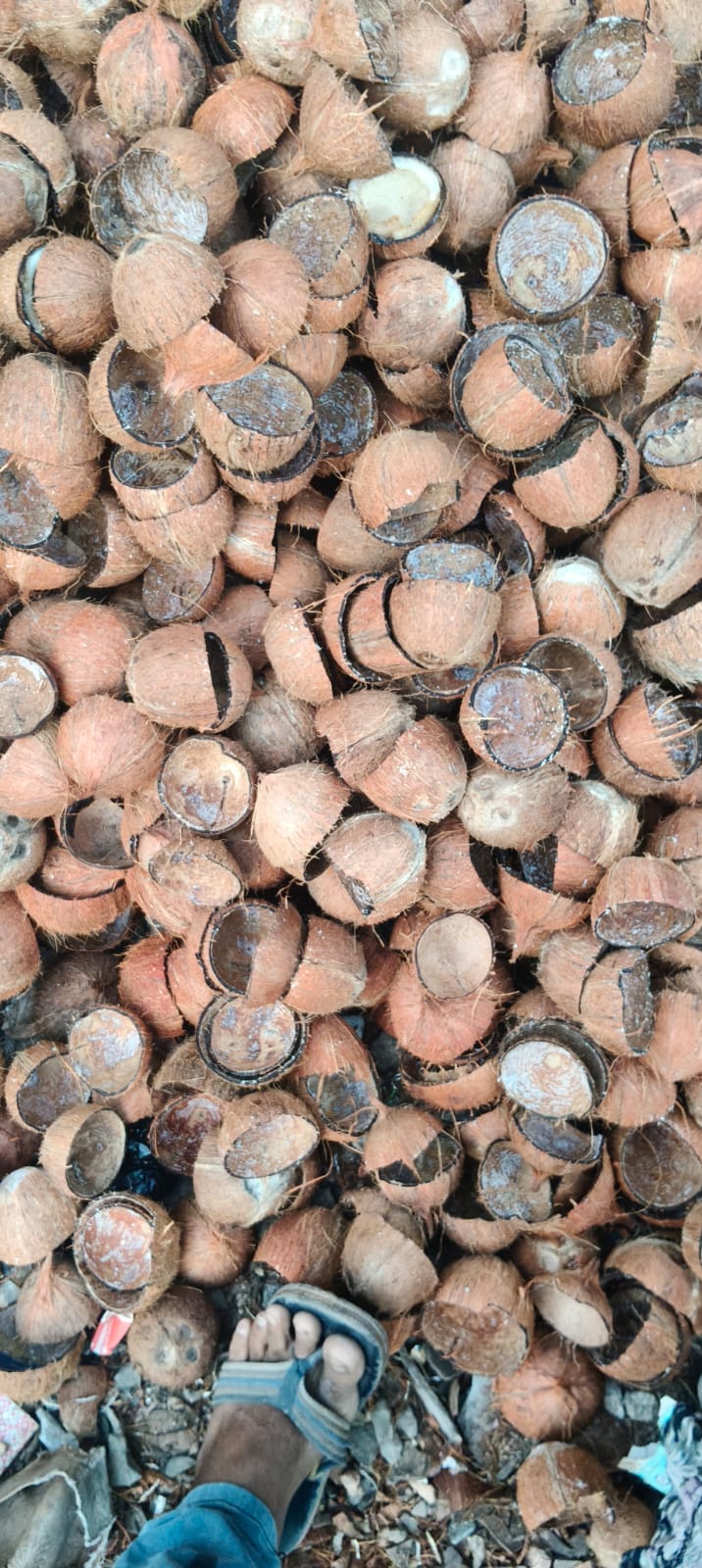 Coconut Shell By Kalpvruksha Organic Coir Hub