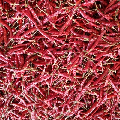 Fresh Teja Red Chilly - Grade: Food