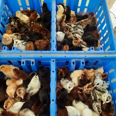 Day Old Aseel Chicks