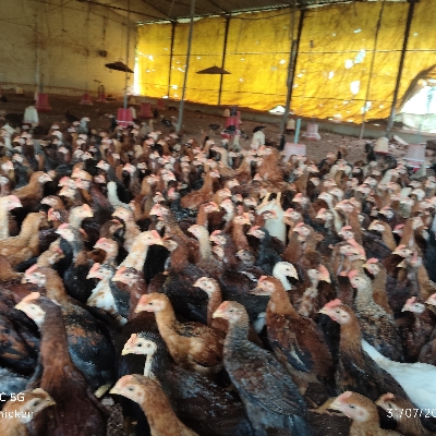 Juttu Aseel Chicken