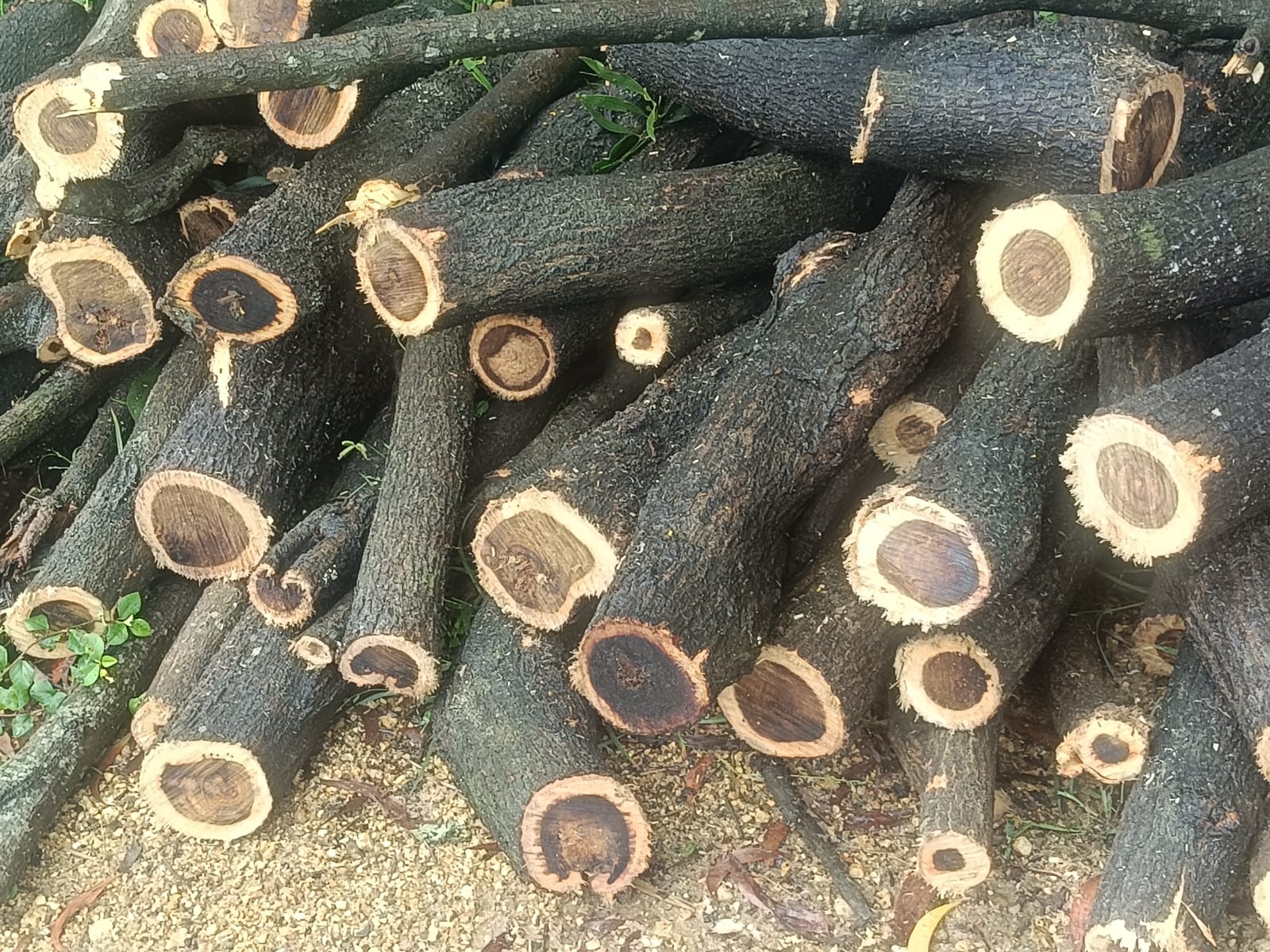 Fire Wood - Feature: Long Shelf Life