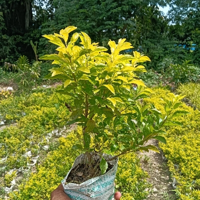 Durenda Plant - Color: Green