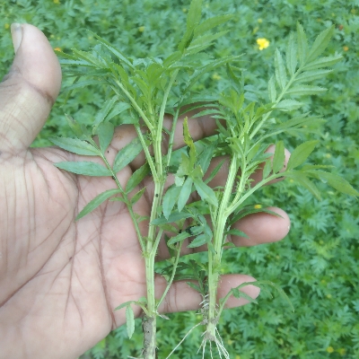 Marigold Plant