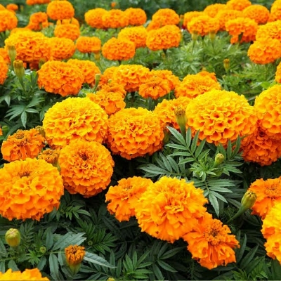 Orange Marigold Plant