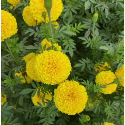 Yellow And Orange Marigold Plant 