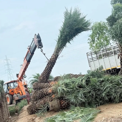 Date Palm (Khajur)
