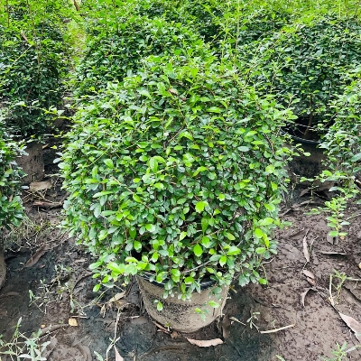 Malpighia Balls Plant