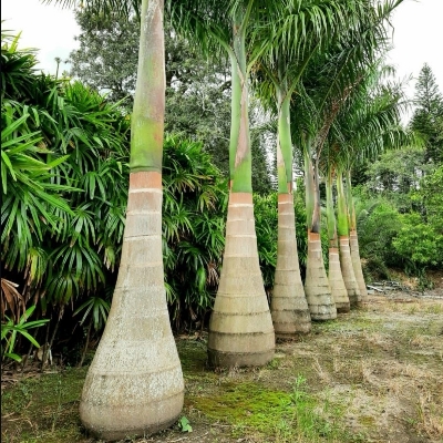 Royal Palm (Bottle Palm)