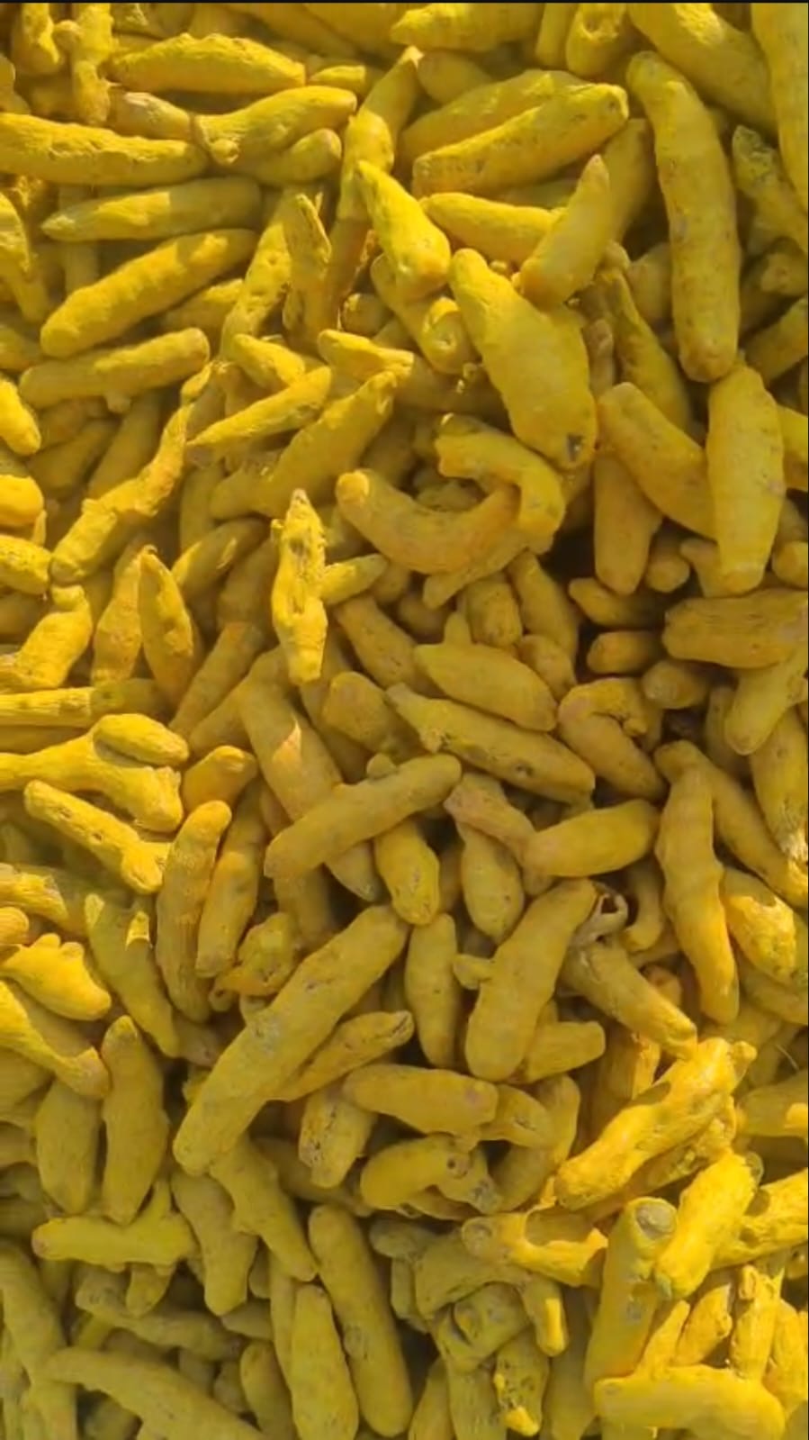 Turmeric Finger