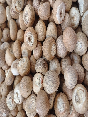 Areca Nut