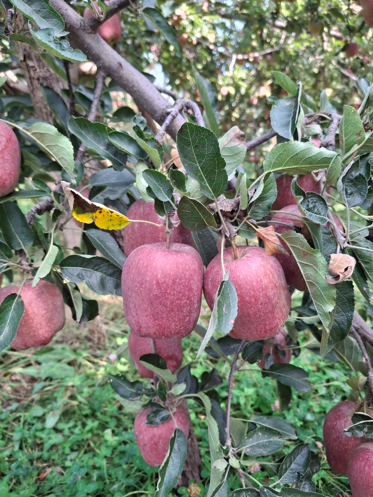 Kashmir Apple