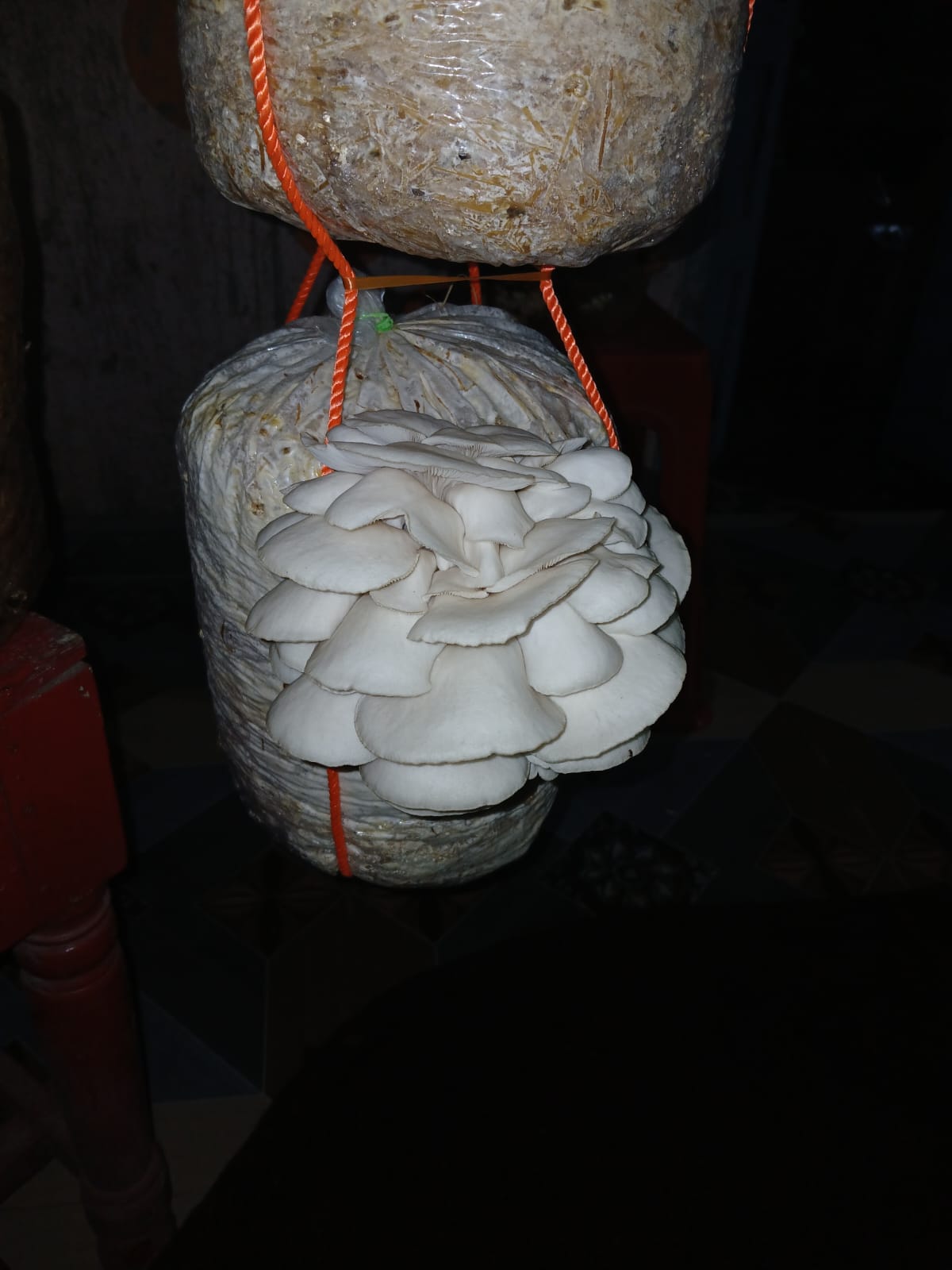 Premium fresh Oyster mushroom and Powder