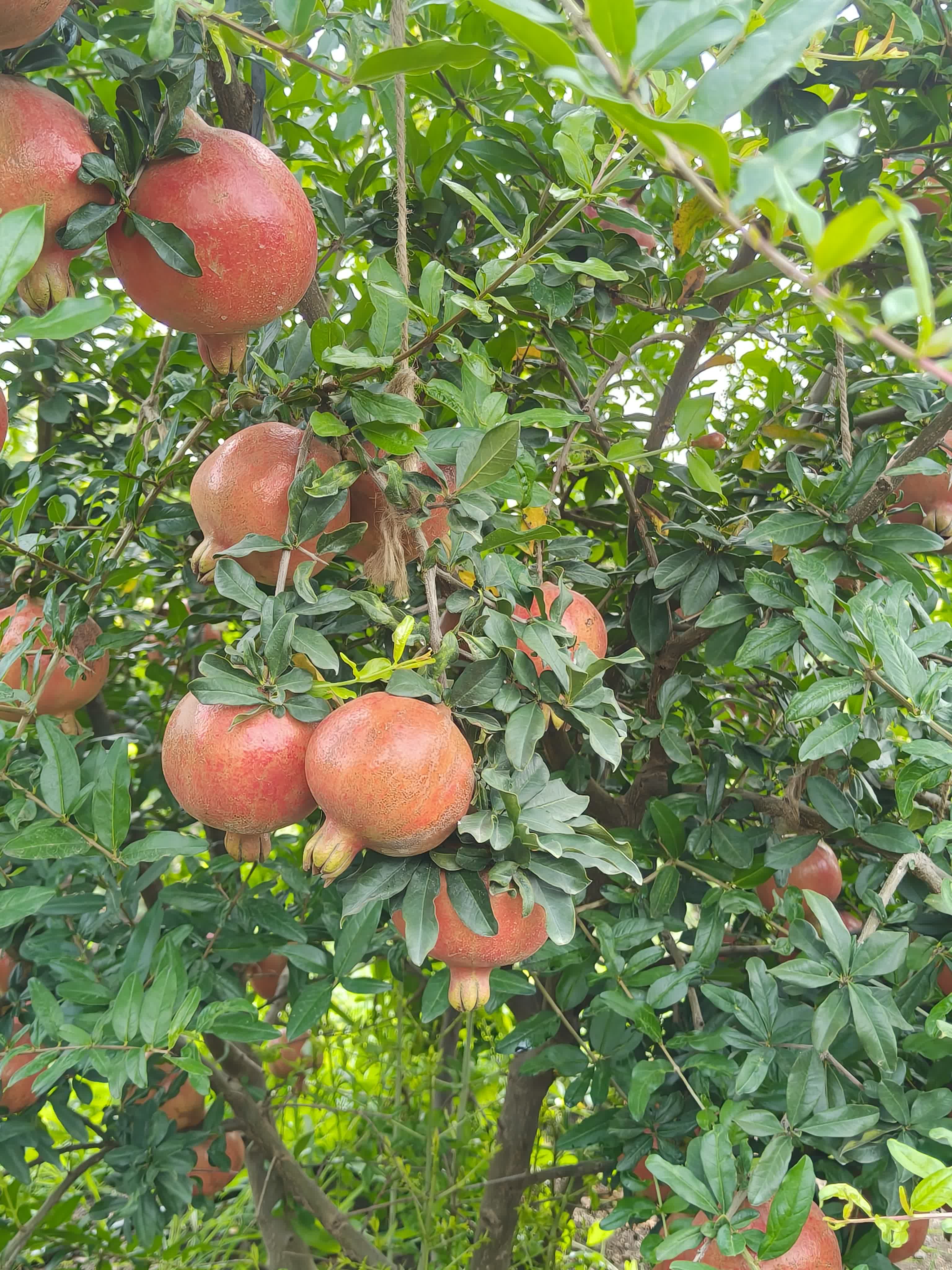 Fresh Bhagwa Pomegranate - 20 MT Direct From Farm, Maharashtra