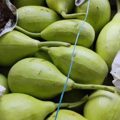 Fresh Ghiya