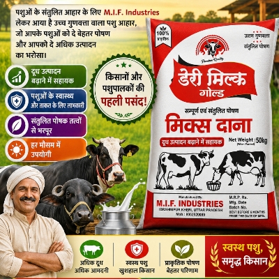 Dairy Cattle Feed