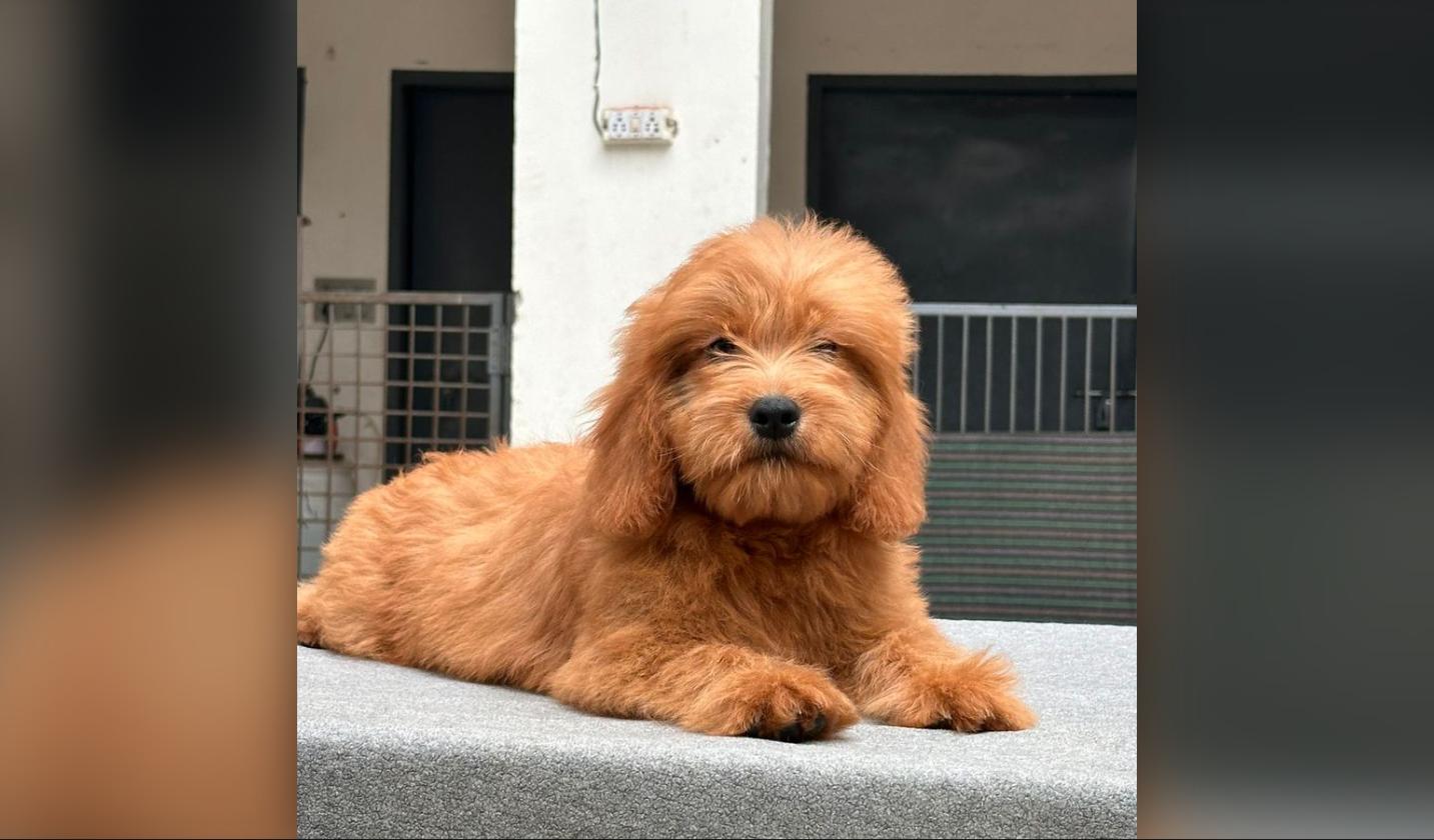 Goldendoodle Puppy