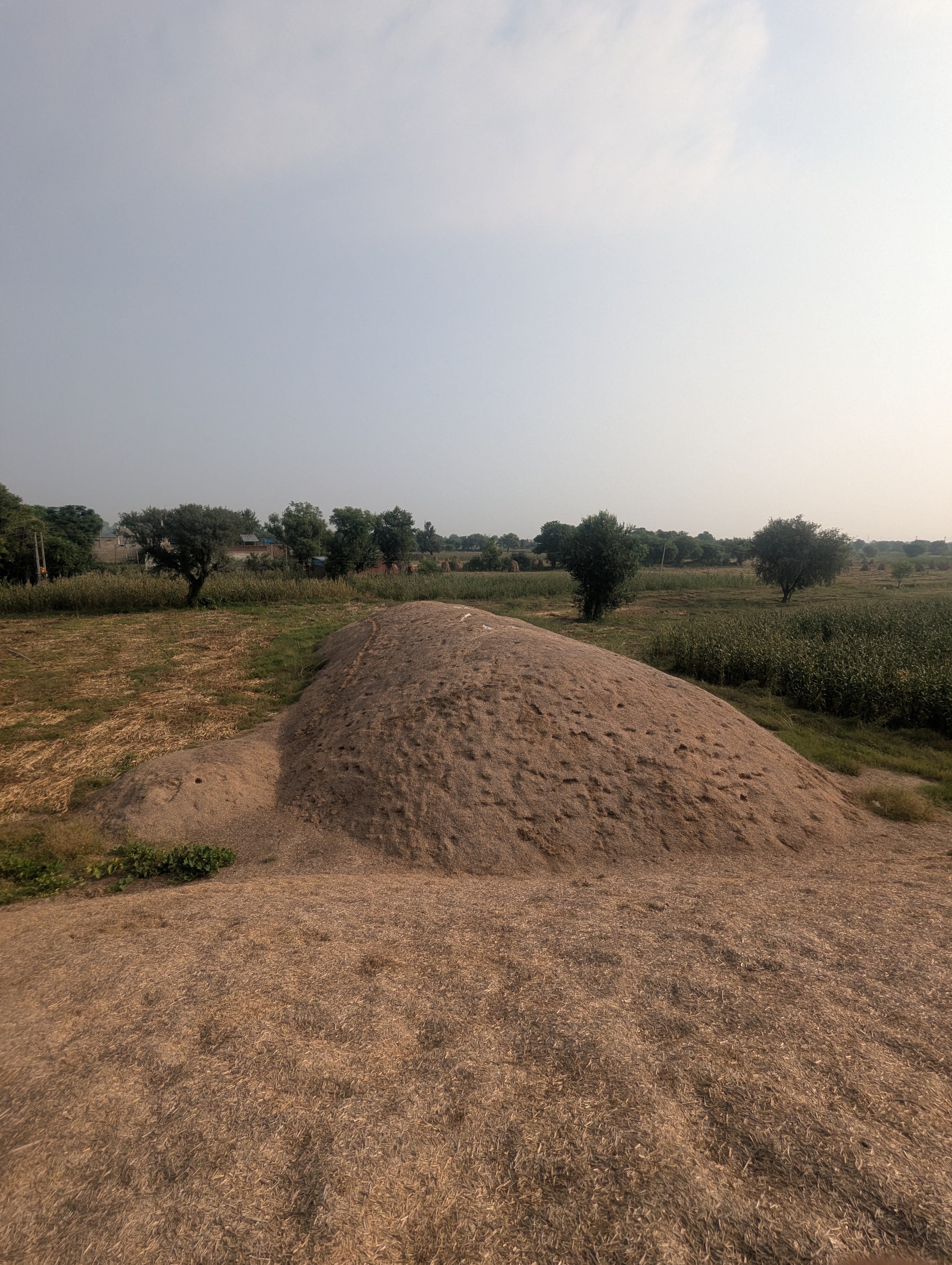 Sarso ka bhusa