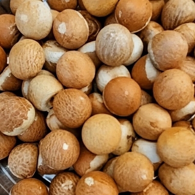 Betel Nut By Wasif Store