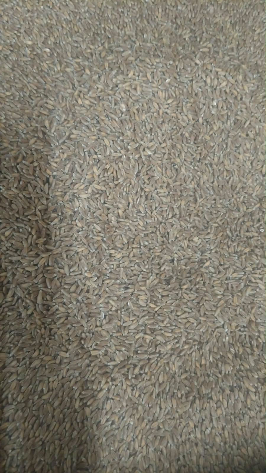 Certified Organic Khapli Wheat