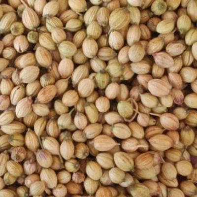 Corinder Seeds