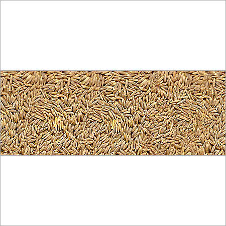 Highly Nutritional Cumin Seeds