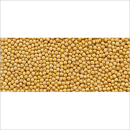 Yellow Color Mustard Seed