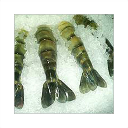 Sea Tiger/Black Tiger Shrimps