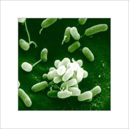 Biofungicide - Pseudomonas Fluorescens