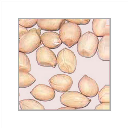 Groundnut Java 