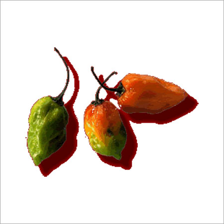 Habanero Pepper With Excellent Flavor