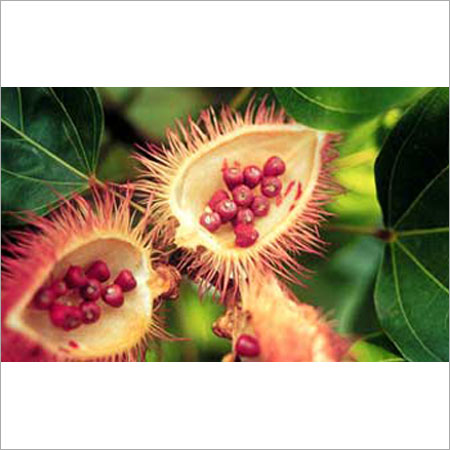 Red Highly Nutritious And Tasty Annatto