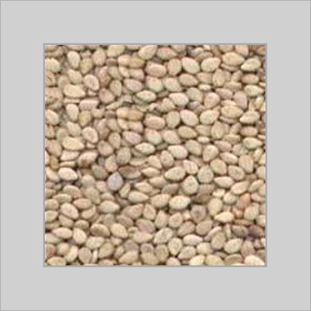 Natural Whitish Sesame Seeds - 99.95% Purity, Minimally Admixed, Exceptional Quality for Culinary Use