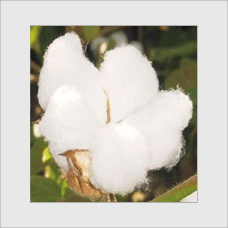 Raw Cotton