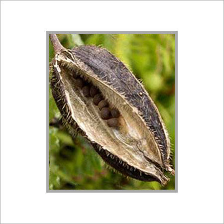 RUKDA Bat Head Roots Seeds/Devil Pods/Evil Pods/Wood Devil/Kaknasa Martynia  Seeds - 11 pcs : Amazon.in: Home & Kitchen
